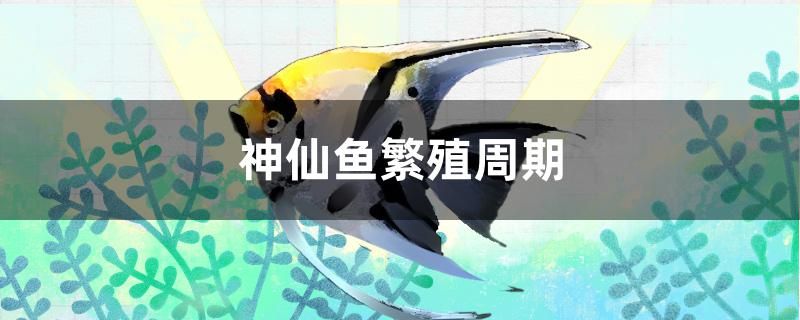 神仙魚繁殖周期 全國觀賞魚市場