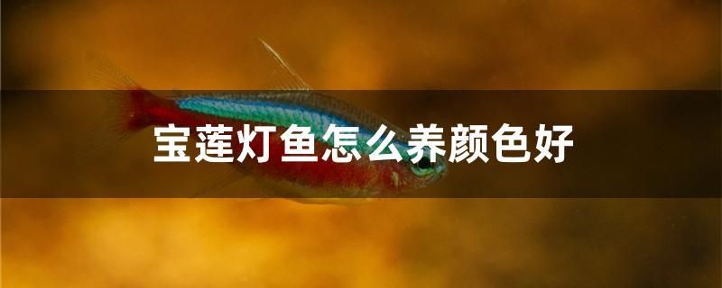 寶蓮燈魚怎么養(yǎng)顏色好 魚缸風(fēng)水