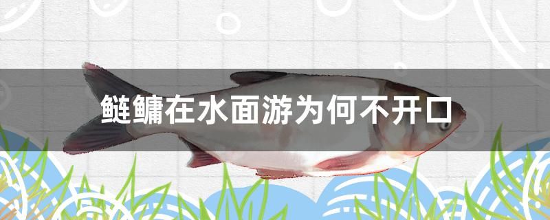 鰱鳙在水面游為何不開口 虎魚魚苗