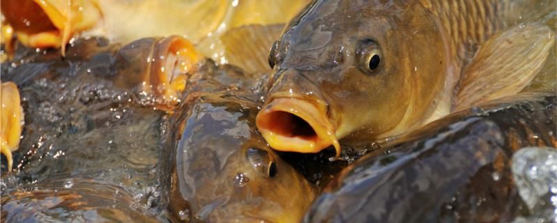 魚塘打氧后魚在哪個位置魚塘套養(yǎng)什么魚