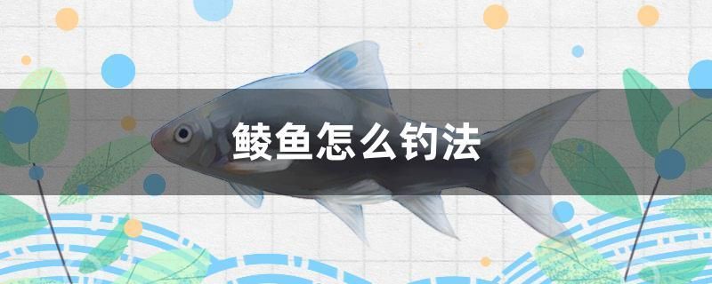 鯪魚(yú)怎么釣法