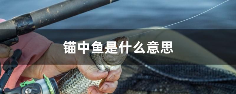 錨中魚是什么意思