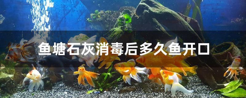 魚塘石灰消毒后多久魚開口