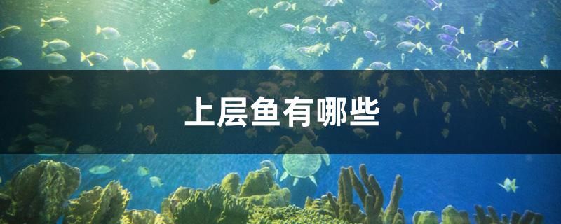 上層魚有哪些 朱巴利魚苗