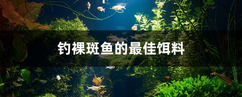 釣裸斑魚的最佳餌料 水族品牌