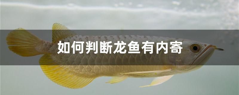 如何判斷龍魚有內寄 錦鯉魚百科