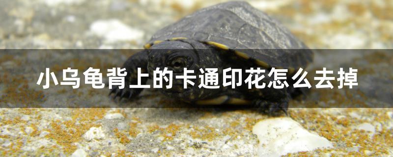 小烏龜背上的卡通印花怎么去掉 羅漢魚批發(fā)