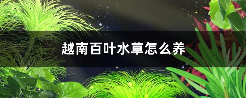 越南百葉水草好養(yǎng)嗎怎么養(yǎng) 一眉道人魚