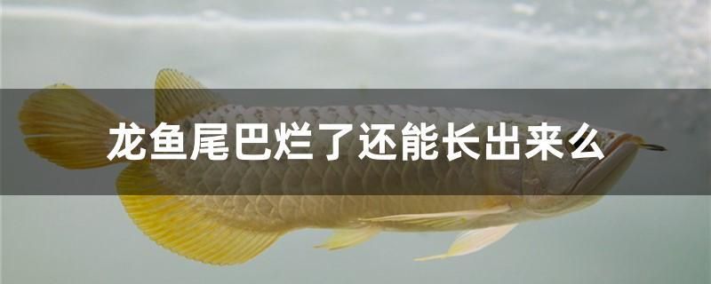 龍魚尾巴爛了還能長出來么 蘇虎