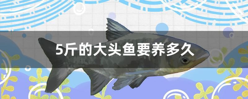 5斤的大頭魚要養(yǎng)多久 祥龍進(jìn)口元寶鳳凰魚