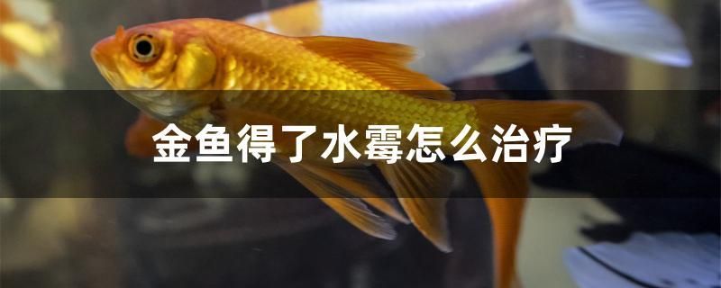 金魚(yú)得了水霉怎么治療 水族主題相關(guān)