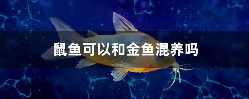 鼠魚可以和金魚混養(yǎng)嗎