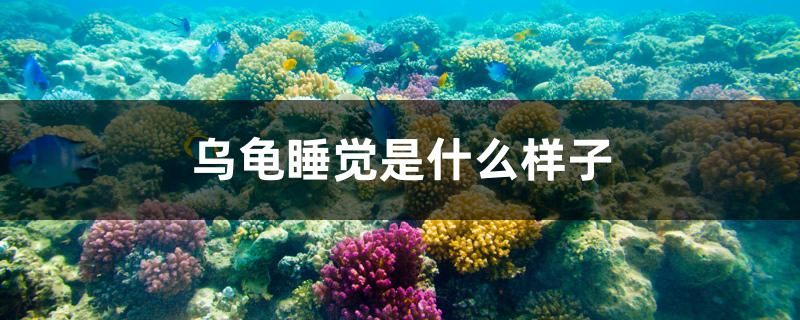 烏龜睡覺是什么樣子 巴西亞魚苗