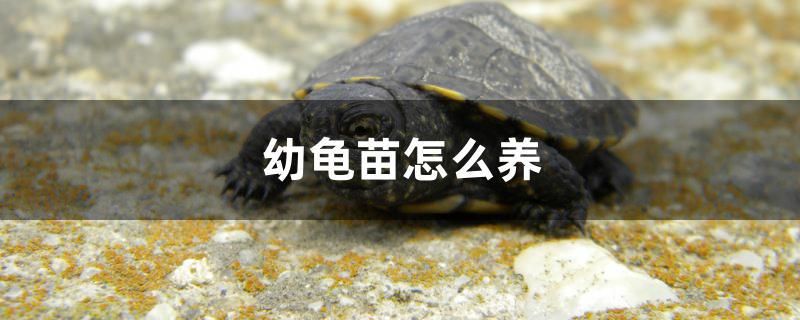 幼龜苗怎么養(yǎng) 皇冠黑白魟魚(yú)