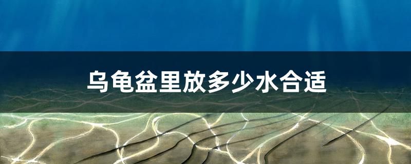 烏龜盆里放多少水合適 黃金夢(mèng)幻雷龍魚(yú)