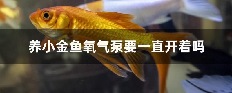 養(yǎng)小金魚(yú)氧氣泵要一直開(kāi)著嗎