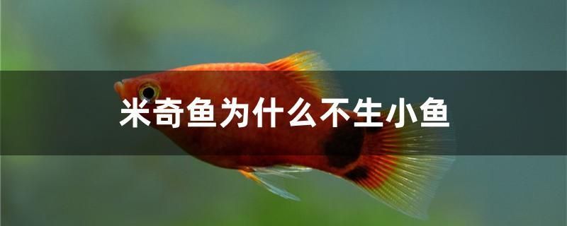 米奇魚為什么不生小魚