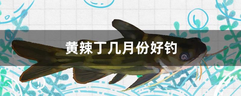 黃辣丁幾月份好釣 黃金斑馬魚