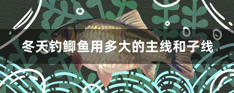 冬天釣鯽魚用多大的主線和子線 沖氧泵