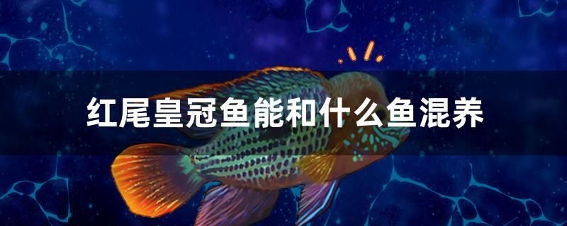 紅尾皇冠魚能和什么魚混養(yǎng)