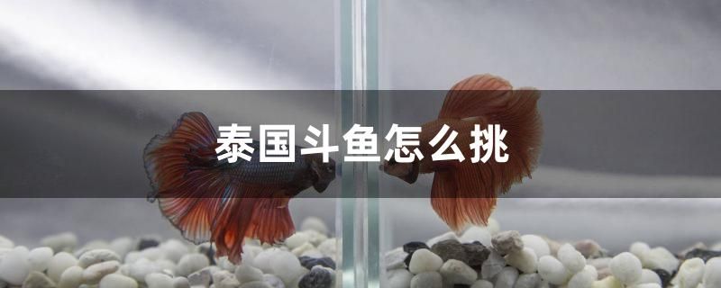 泰國(guó)斗魚怎么挑 照明器材