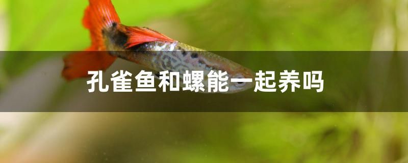 孔雀魚和螺能一起養(yǎng)嗎 PH調(diào)節(jié)劑