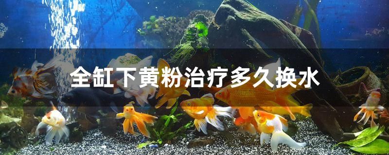 全缸下黃粉治療多久換水