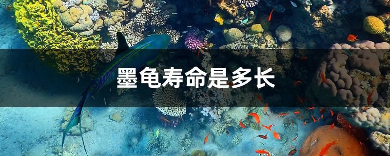 墨龜壽命是多長 祥龍藍珀金龍魚