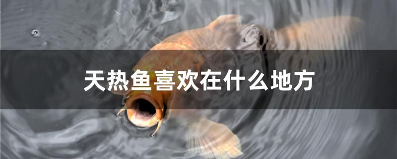 天熱魚喜歡在什么地方 羅漢魚