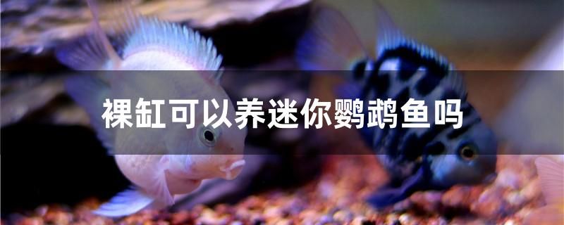 玻璃魚缸滲水用什么膠（魚缸漏了玻璃膠怎么補(bǔ)） 銀龍魚苗 第2張