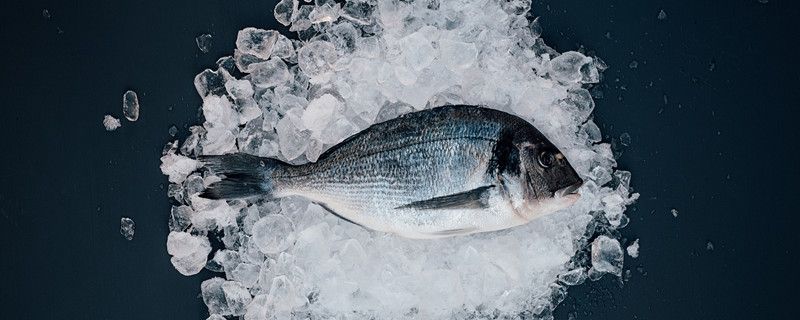 鯛魚多少錢一斤鯛科還有哪些魚類