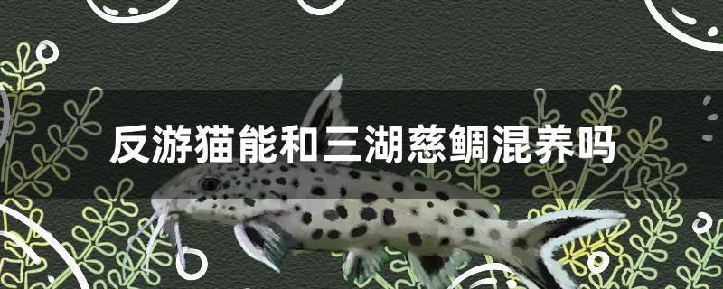 反游貓能和三湖慈鯛混養(yǎng)嗎 三色錦鯉魚