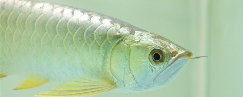 50cm裸缸適合養(yǎng)什么魚養(yǎng)大型魚行不行 慈雕魚