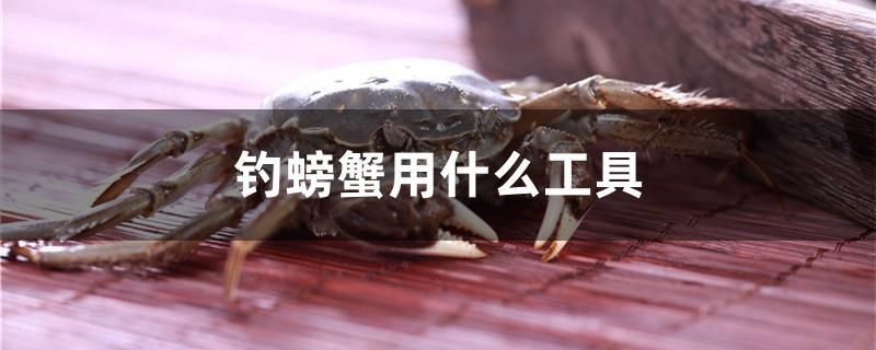 釣螃蟹用什么工具 觀賞蝦蟹等飼料