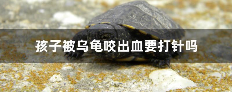 孩子被烏龜咬出血要打針嗎 黑帝王魟魚