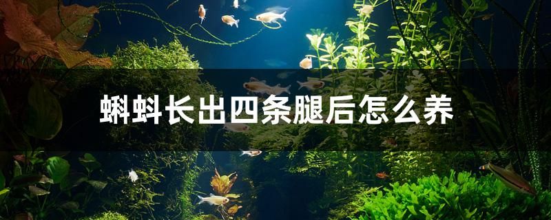 蝌蚪長出四條腿后怎么養(yǎng) 藍帆三間魚