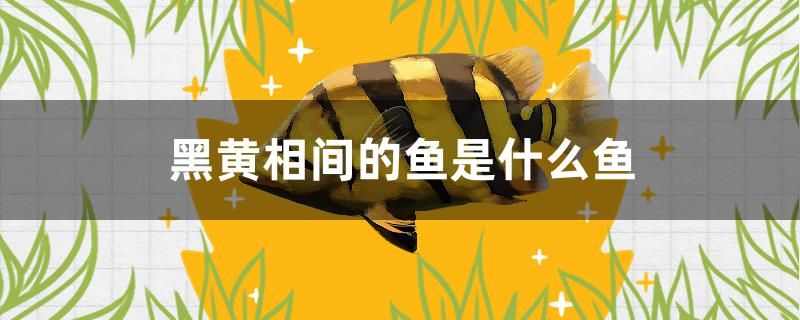 黑黃相間的魚是什么魚 祥龍水族濾材/器材