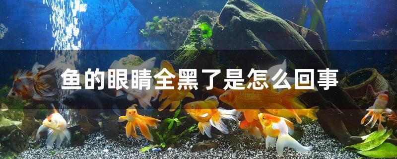 魚的眼睛全黑了是怎么回事