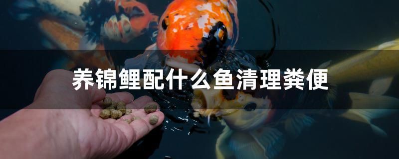 養(yǎng)錦鯉配什么魚清理糞便