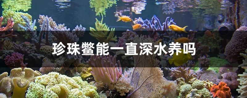 珍珠鱉能一直深水養(yǎng)嗎 水族品牌