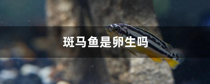 大魚缸清潔魚選什么好 大魚缸清潔魚選什么好呢 刀魚魚