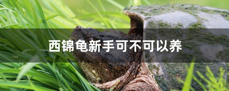 西錦龜新手可不可以養(yǎng) 量子養(yǎng)魚技術(shù)