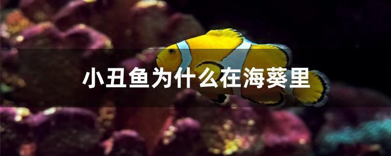 小丑魚為什么在?？? title=