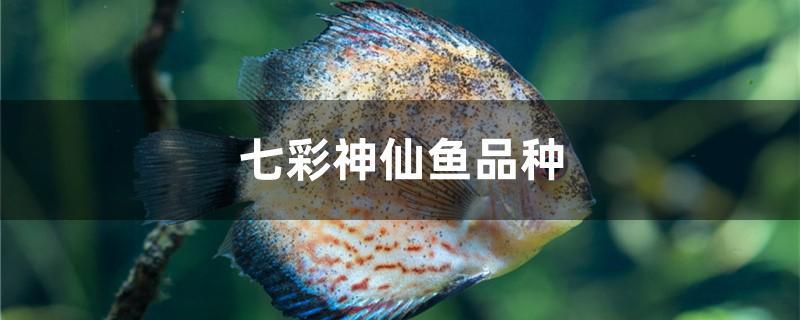 七彩神仙魚品種