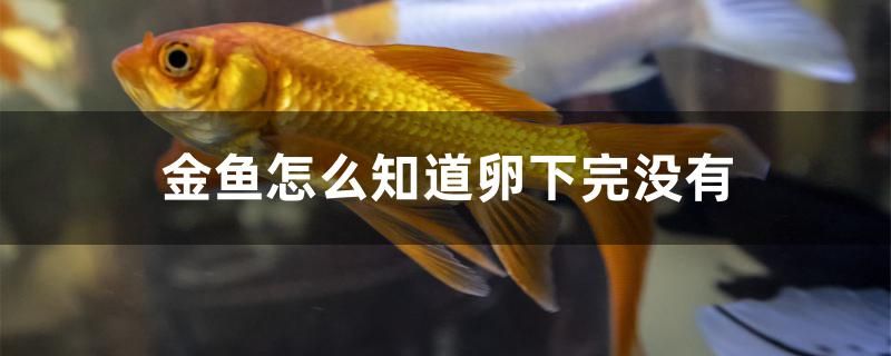 金魚怎么知道卵下完沒有