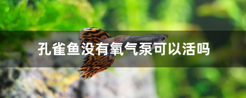 孔雀魚沒有氧氣泵可以活嗎 黃金斑馬魚