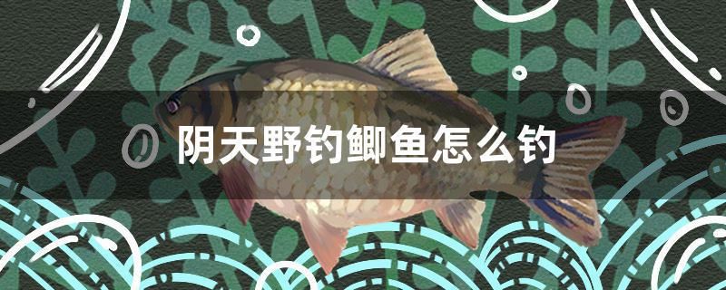 陰天野釣鯽魚怎么釣 和尚魚