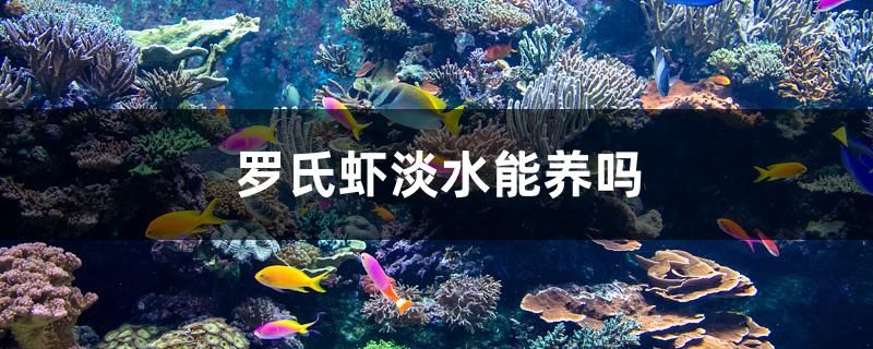 羅氏蝦淡水能養(yǎng)嗎 養(yǎng)魚(yú)知識(shí)