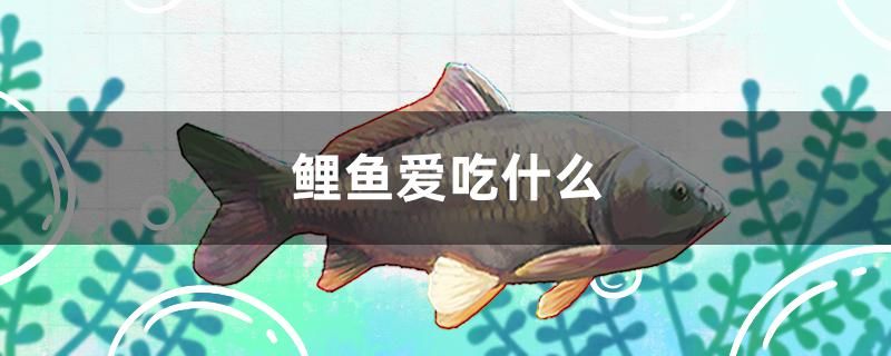 鯉魚愛吃什么 綠皮皇冠豹魚