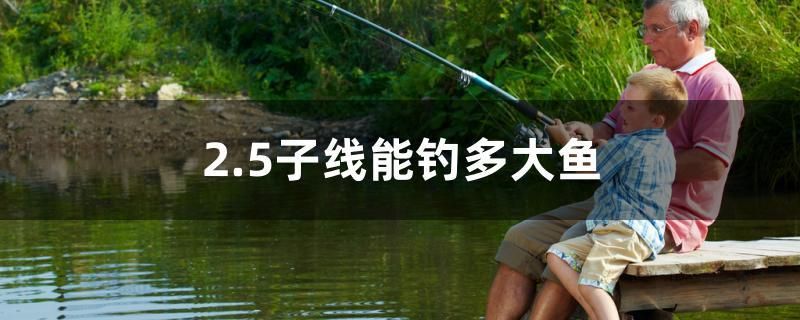 2.5子線能釣多大魚 帝王血鉆